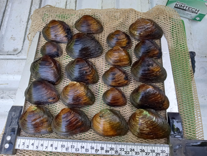 Wabash Pigtoe mussels