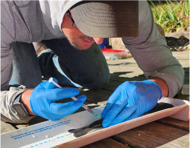 Bleeding largemouth bass for analysis