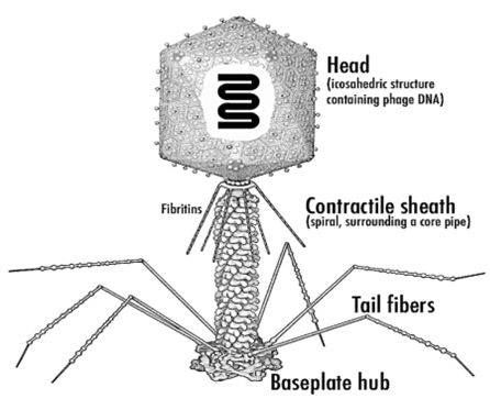 Bacteriophage