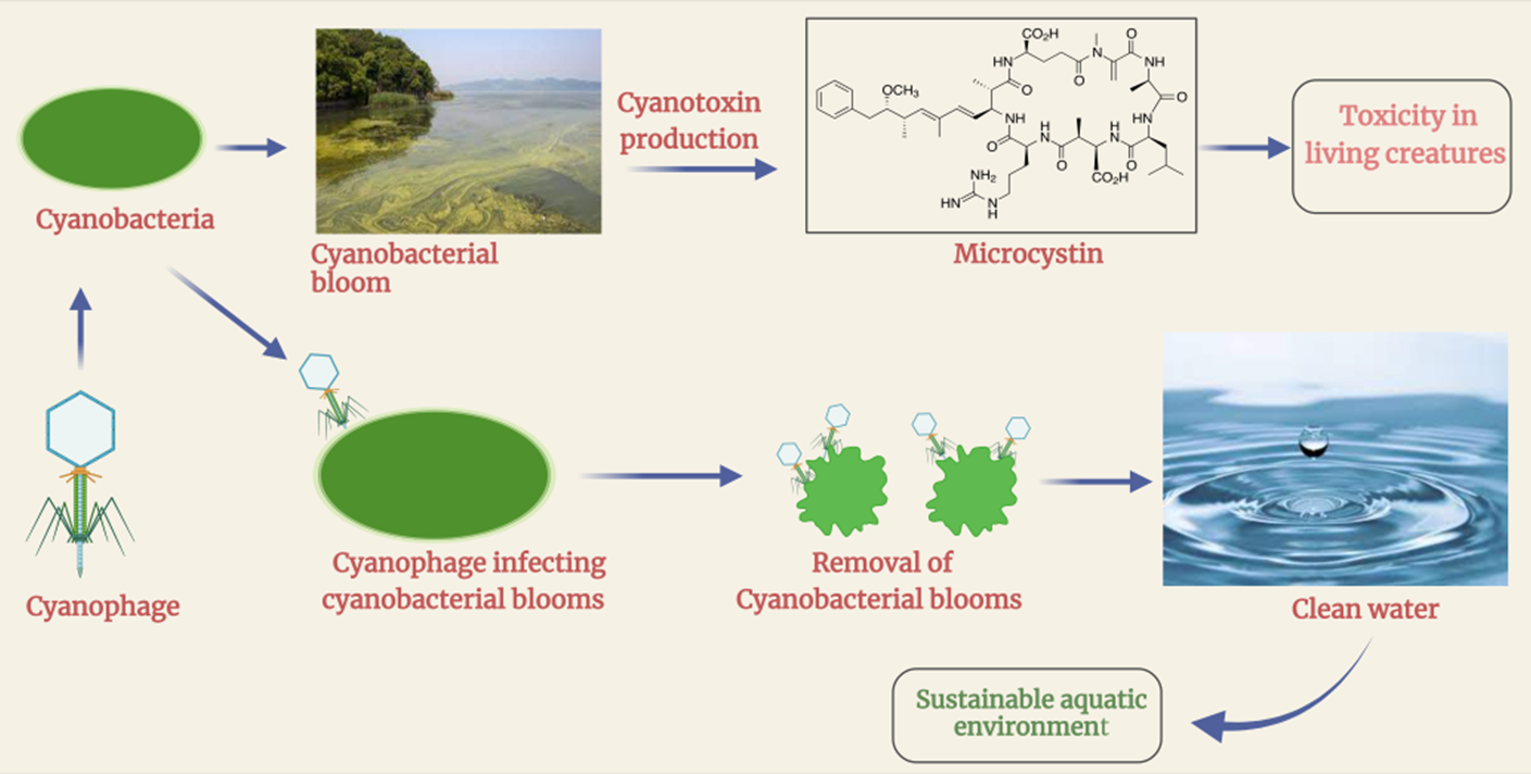 cyanobacteria bloom model